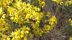 Eristalis horticola