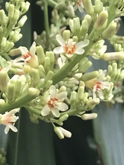 Dracaena cochinchinensis