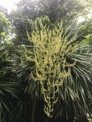 Dracaena cochinchinensis