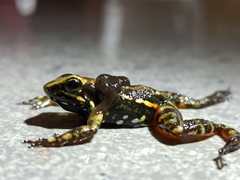 Epipedobates darwinwallacei