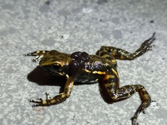 Epipedobates darwinwallacei