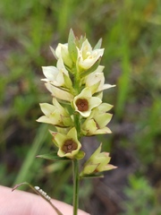 Ludwigia suffruticosa
