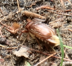 Polyphylla variolosa