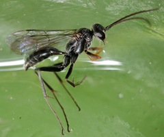 Auplopus mellipes variitarsus