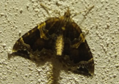 Eulithis prunata