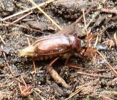 Polyphylla variolosa