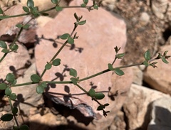 Eriogonum divaricatum