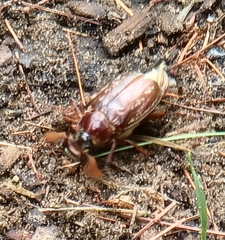 Polyphylla variolosa