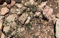 Eriogonum divaricatum