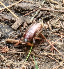 Polyphylla variolosa