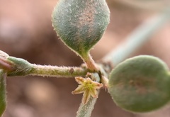 Eriogonum divaricatum