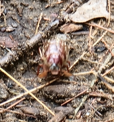 Polyphylla variolosa