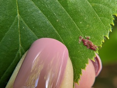 Acalitus longisetosus