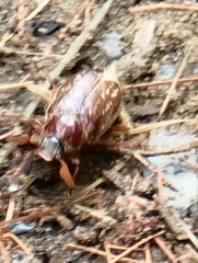 Polyphylla variolosa