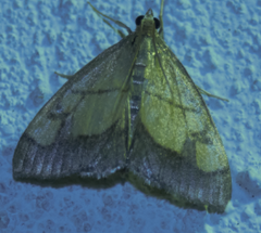 Evergestis limbata