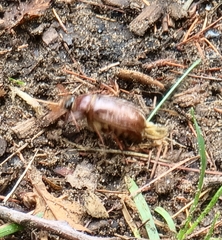 Polyphylla variolosa