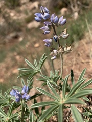 Lupinus hillii