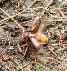 Polyphylla variolosa