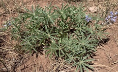 Lupinus hillii