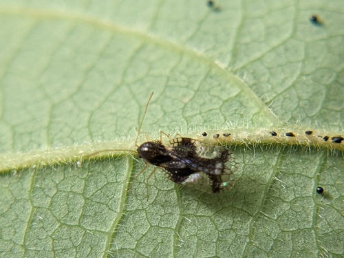 Andromeda Lace Bug, photo 5 of 10