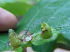 Hormaphis hamamelidis