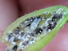Hormaphis hamamelidis