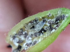 Hormaphis hamamelidis