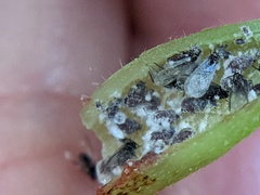 Hormaphis hamamelidis
