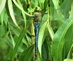 Anax junius
