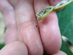 Hormaphis hamamelidis