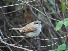 Colorhamphus parvirostris