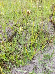 Ludwigia suffruticosa