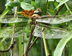 Anax junius