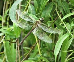 Anax junius