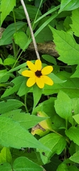 Rudbeckia triloba