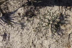 Pelargonium multiradiatum