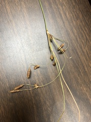 Fimbristylis castanea