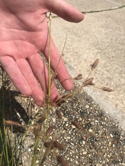 Fimbristylis castanea