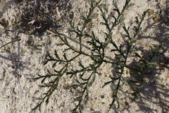 Pelargonium multiradiatum