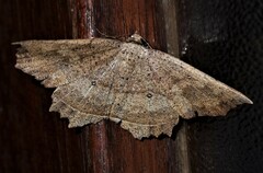 Polyacme subpulchra
