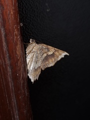 Polyacme subpulchra