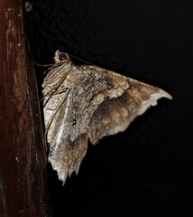 Polyacme subpulchra