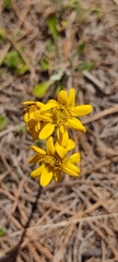 Packera bellidifolia
