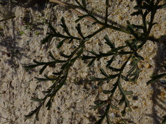 Pelargonium multiradiatum