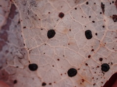 Coccomyces tumidus