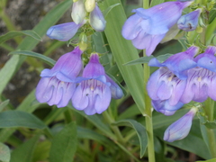 Penstemon glaber