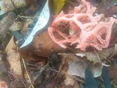 Clathrus natalensis