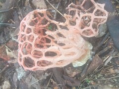 Clathrus natalensis