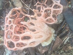 Clathrus natalensis