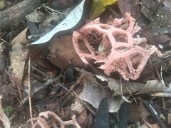 Clathrus natalensis